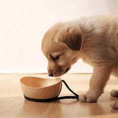 Picture a perfect pet bowl - the stylish, smart, and healthy choice for your pet - delivering unparalleled performance and functionality.